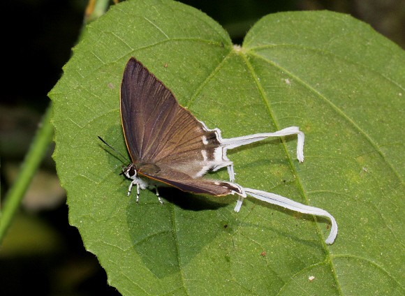 Cheritra freja, Chilapata, West Bengal, India - Adrian Hoskins