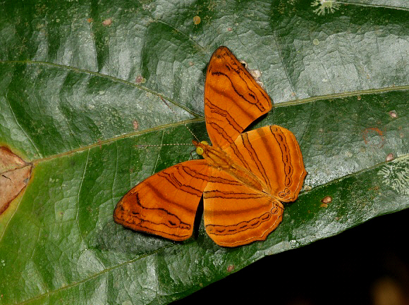 Chersonesia rahria, Taman Negara, West Malaysia - Adrian Hoskins