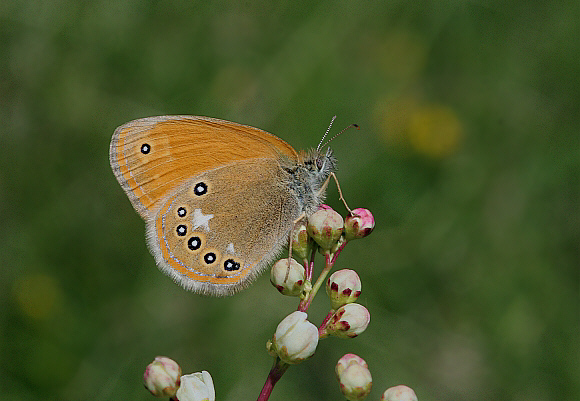 Chestnut%20Heath%20PBJ002a - Learn Butterflies