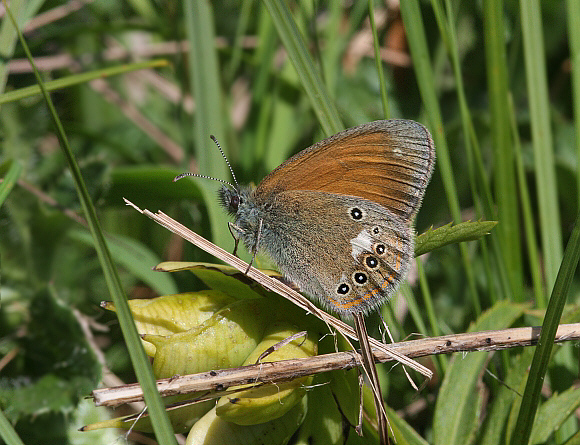 Chestnut Heath