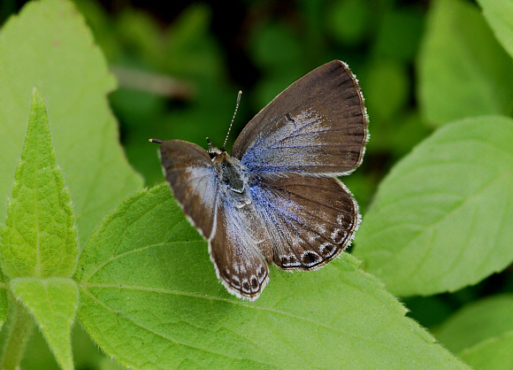 Chilades lajus, female, Hambantota, Sri Lanka - Adrian Hoskins