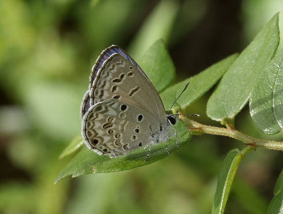 Chilades lajus, male, Weligaththa, Sri Lanka - Adrian Hoskins