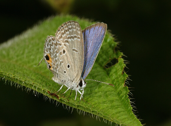 Chilades pandava, male, Taman Negara, West Malaysia – Adrian Hoskins