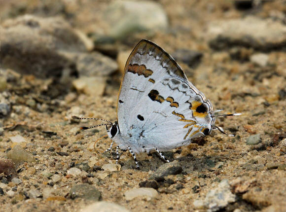 Chliaria othona, Chilapata, West Bengal, India – Adrian Hoskins