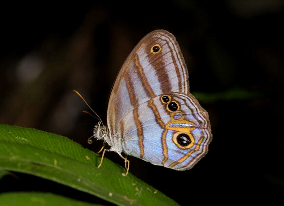 Godart’s Blue Ringlet