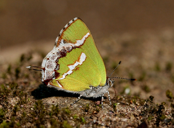 Simaethis Green Hairstreak