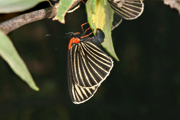 White-rayed Patch