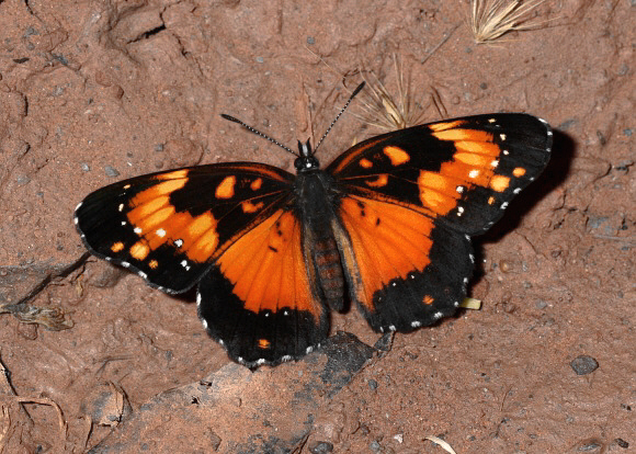 Chlosyne lacinia saundersi, male, Catarata Bayoz, Le Merced, Peru - Peter Bruce-Jones