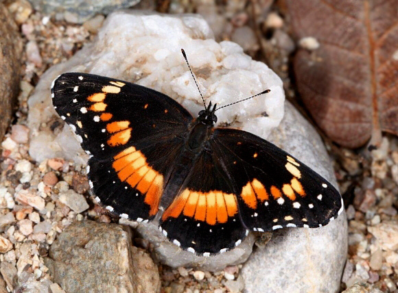 Bordered Patch