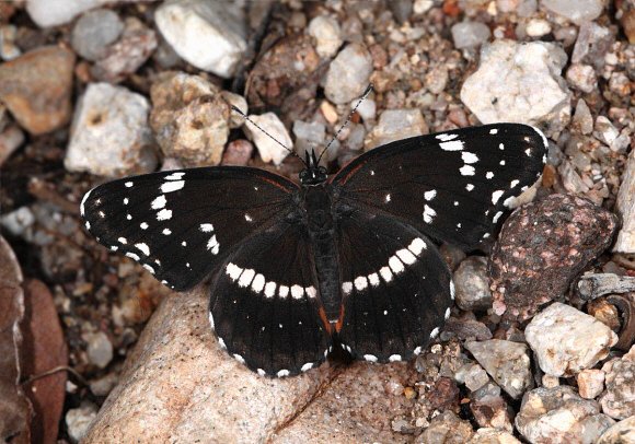 Chlosyne lacinia crocale, Arizona, USA – Adrian Hoskins