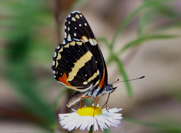 Chlosyne lacinia crocale, Sycamore Canyon, Arizona, USA – Adrian Hoskins