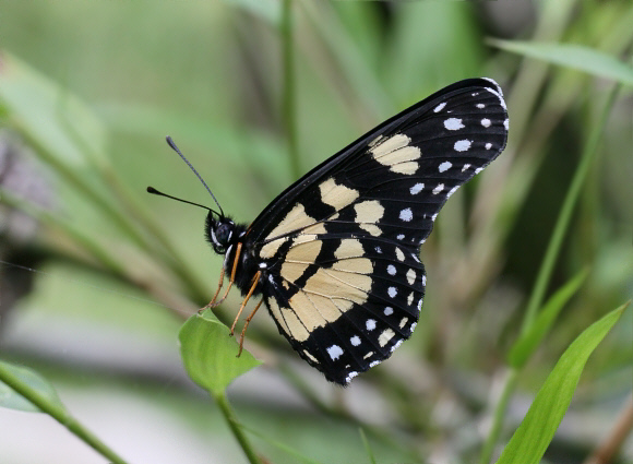 Chlosyne narva bonpland, Rio Claro, Colombia - Adrian Hoskins