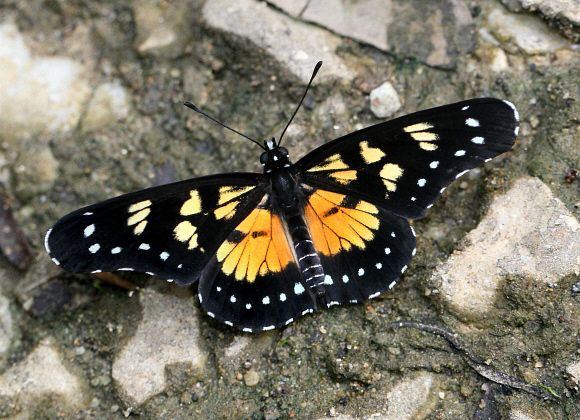 Narva Checkerspot