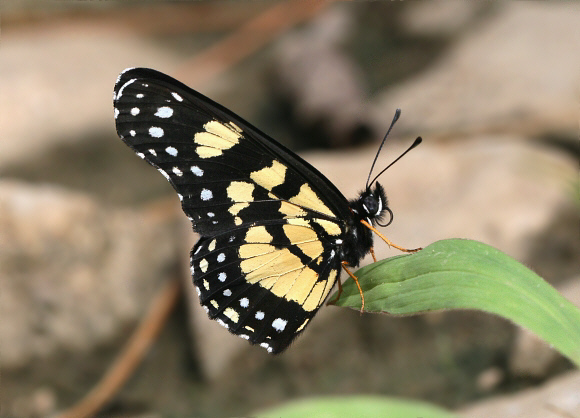 Chlosyne narva bonpland, Rio Claro, Colombia - Adrian Hoskins