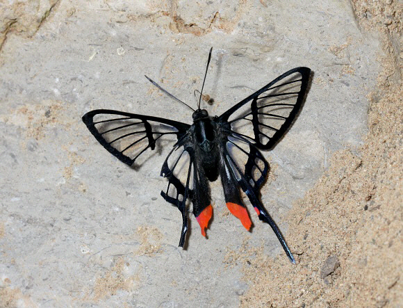 Chorinea%20amazon%200445 001a - Learn Butterflies