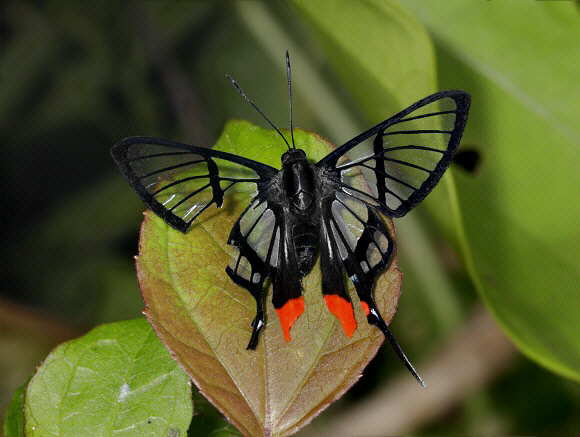 Chorinea%20amazon%200461 001a - Learn Butterflies