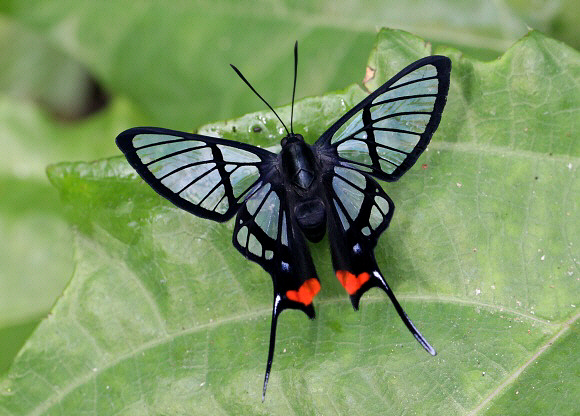 Chorinea%20amazon%200833 001a - Learn Butterflies