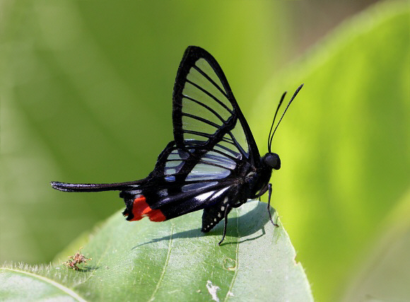 Chorinea%20amazon%203071 001a - Learn Butterflies