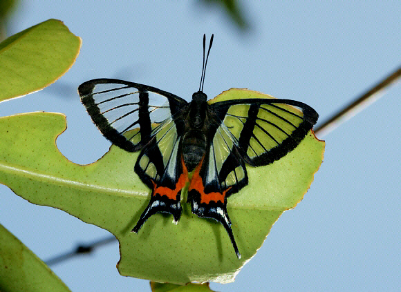 Sylphina Angel