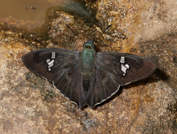 Perniciosus Skipper