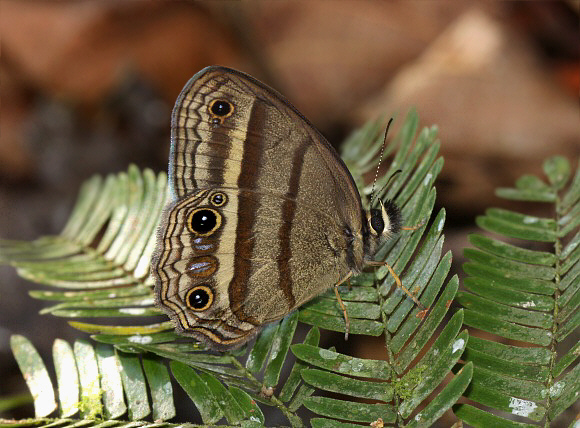 Cramer’s Ringlet