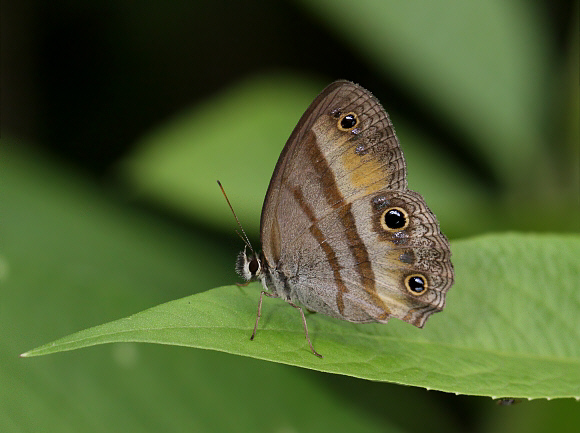 Penelope’s Ringlet