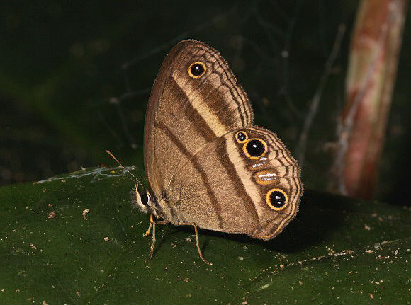 Weymer’s Ringlet