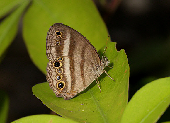 Butler’s Ringlet