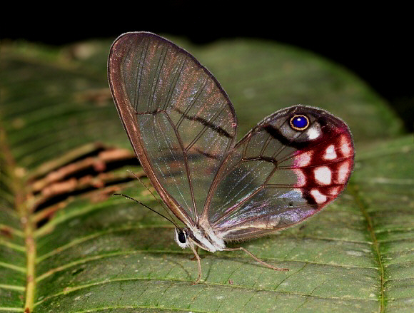 Pyropina Phantom