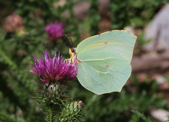 Cleopatra%20female%20PBJ001a - Learn Butterflies