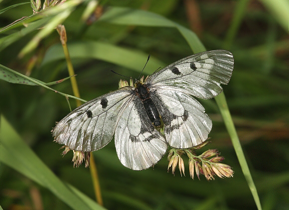 Clouded%20Apollo%20PBJ2a - Learn Butterflies