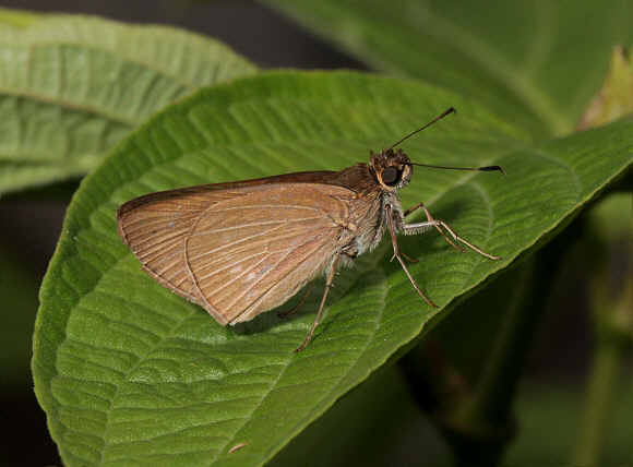 Miaba Grass Skipper