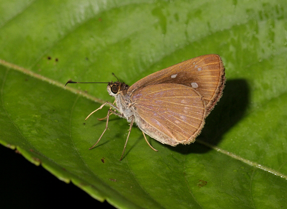 Nero Grass Skipper