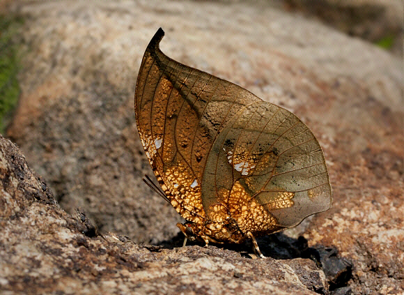 Magnificent Leafwing