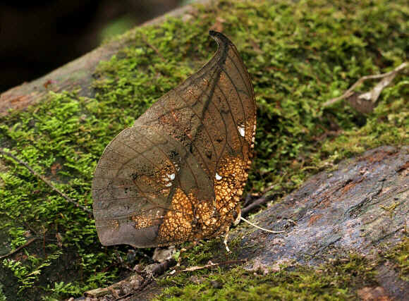 Coenophlebia%20archidona%205451 001a - Learn Butterflies