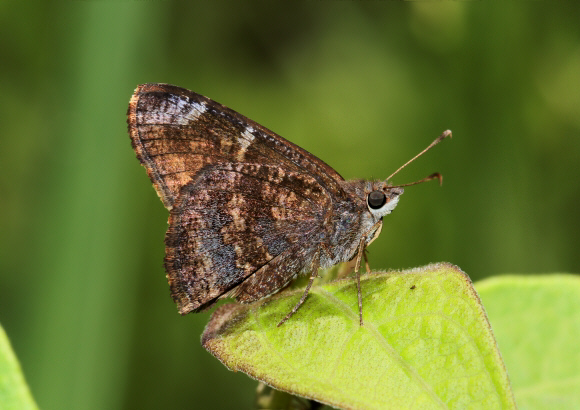 Cogia calchas, Santa Fe de Antioquoia, Colombia - Adrian Hoskins