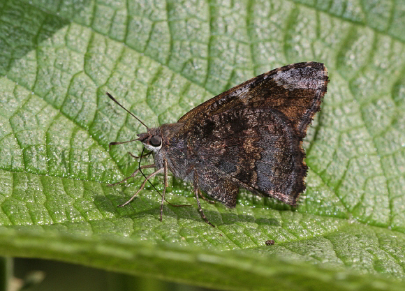 Mimosa Skipper