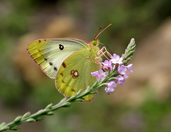 Eastern Pale Clouded Yellow