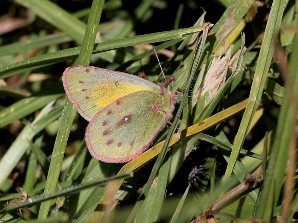 Colias euxanthe hermina, female, Shismay, Peru - Adrian Hoskins