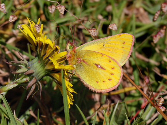 Puna Clouded Yellow