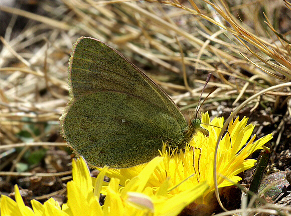 Flaveola Clouded Yellow