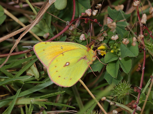 Colias euxanthe hermina, male, Shismay, Peru - Adrian Hoskins