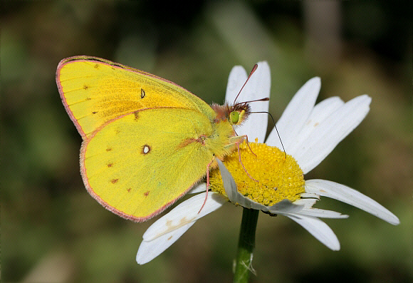 Lesbia Clouded Yellow