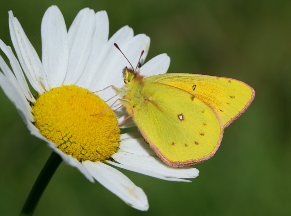 Colias lesbia meieri, male, Shismay, Peruvian Andes - Adrian Hoskins