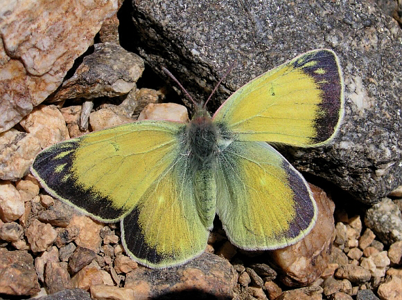 Marco Polo’s Clouded Yellow