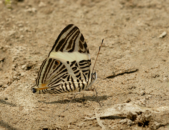 Colobura dirce, Rio Madre de Dios, Peru ï¿½ Adrian Hoskins