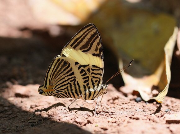 Annulata Mosaic