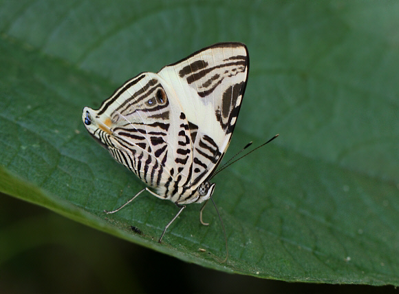 Colobura dirce, Medellin, Colombia - Adrian Hoskins