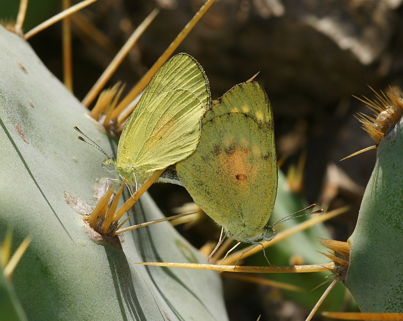 Colotis amata, ( female on right ), Bundala, Sri Lanka - Adrian Hoskins