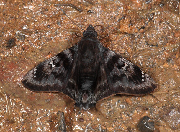 Goliath Spreadwing